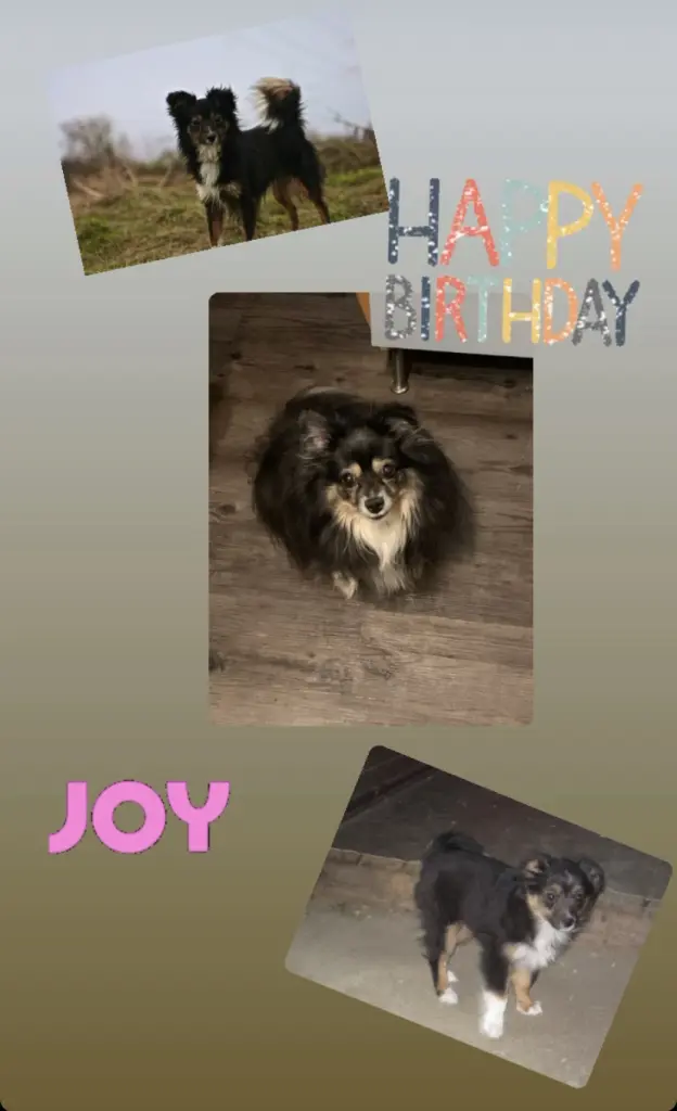 Image from Joy