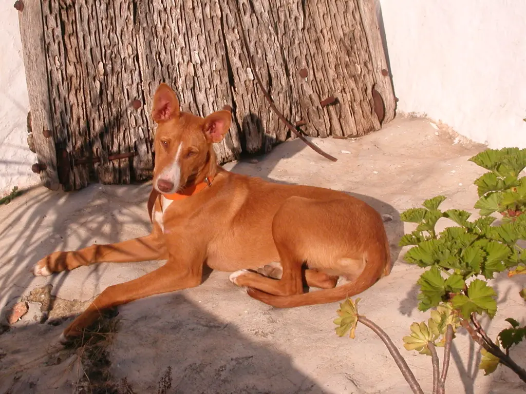 Image from Hada