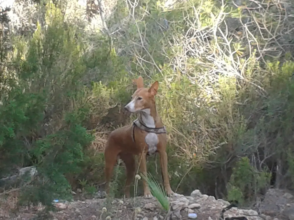 Image from Hada