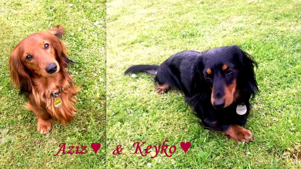 Image from KEYKO