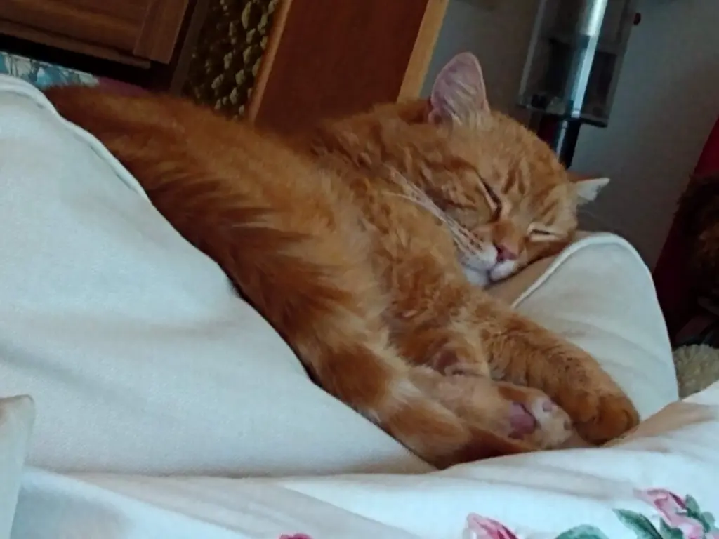 Image from Garfield