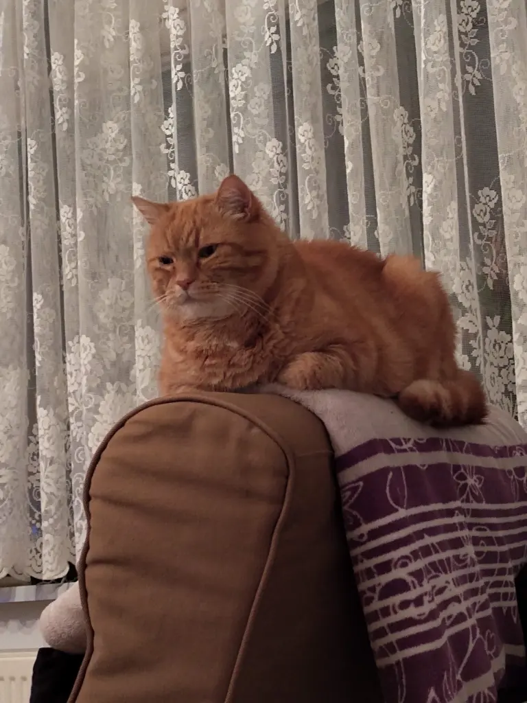 Image from Garfield