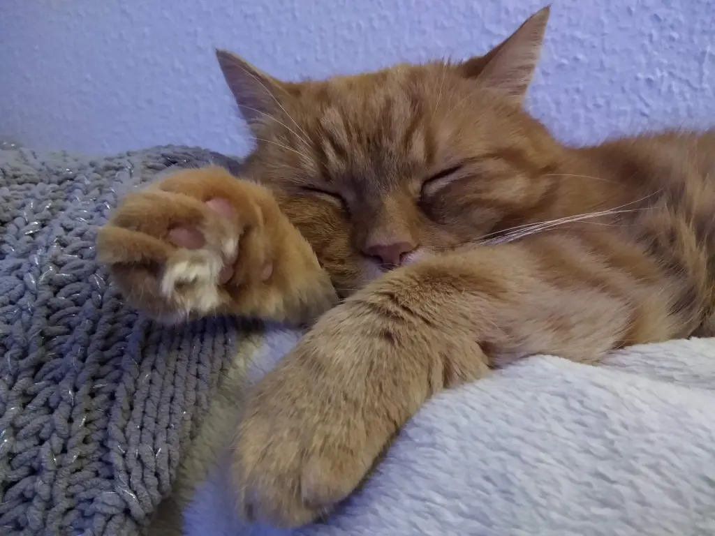 Image from Garfield