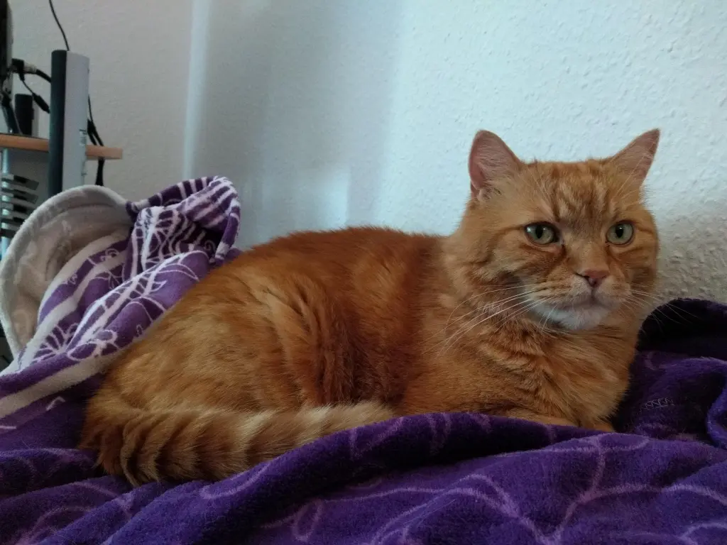 Image from Garfield