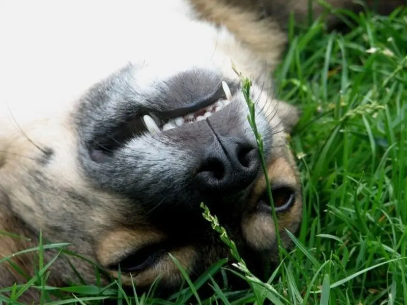 Andachtsbild von Elke