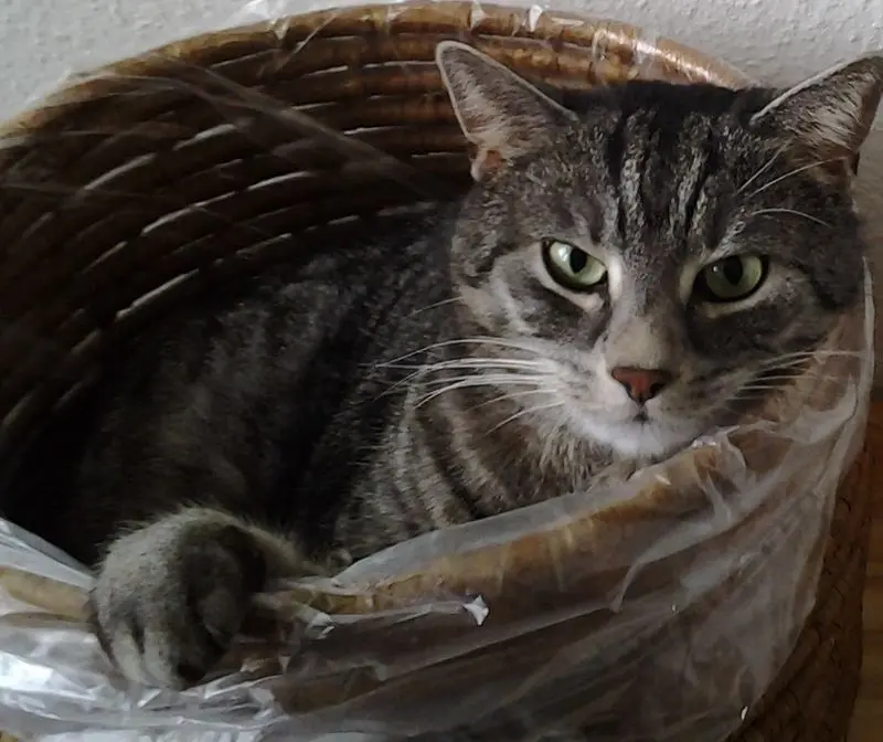 Andachtsbild von Silvia mit Gatita im Herzen, gest. 30.10.2020