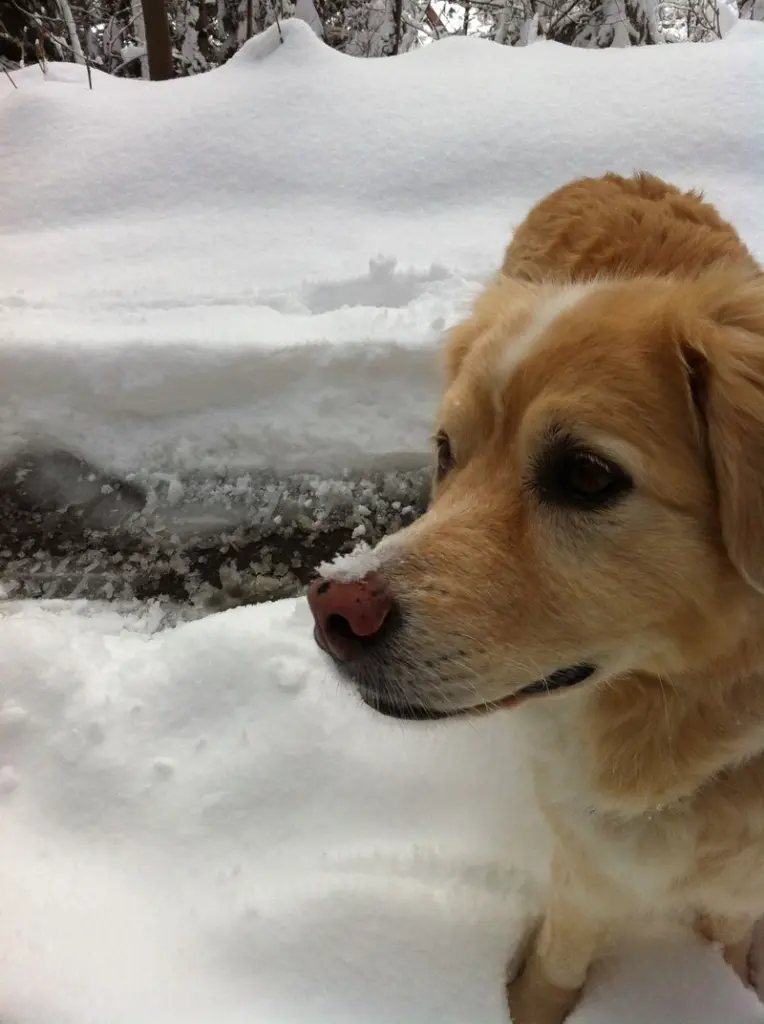 Andachtsbild von Michaela