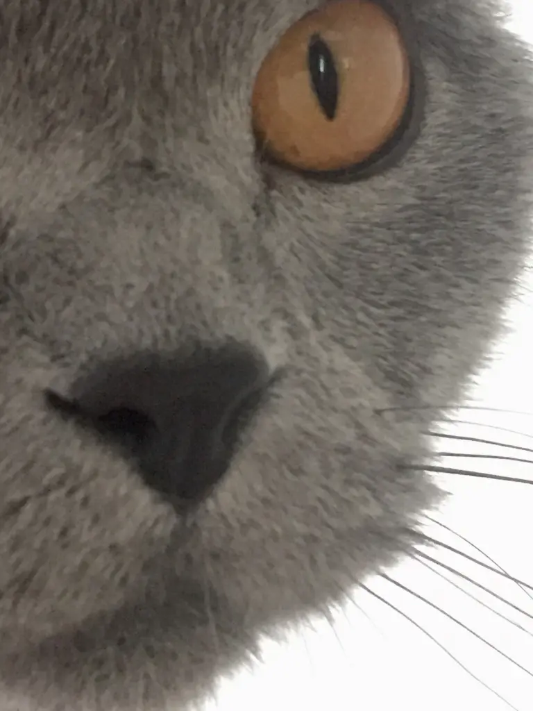 Image from Mortimer