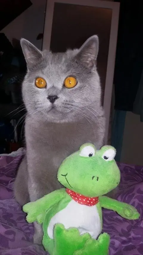 Image from Mortimer