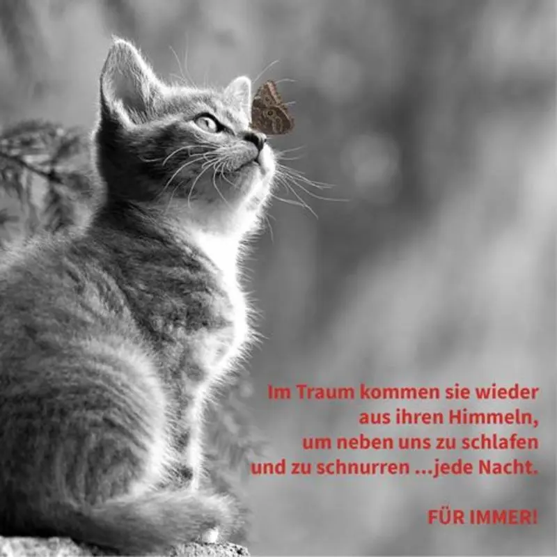 Andachtsbild von Katrin und Katzi im ❤️