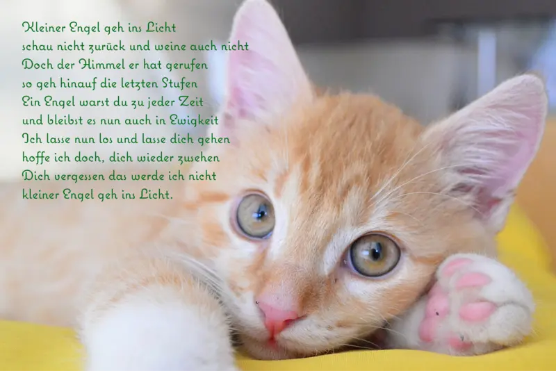 Andachtsbild von Katrin und Katzi im ❤️