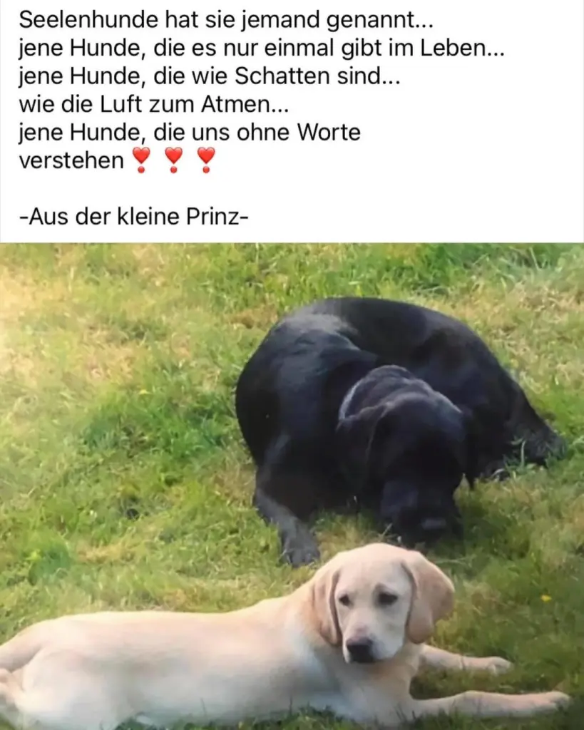 Image from Woltan