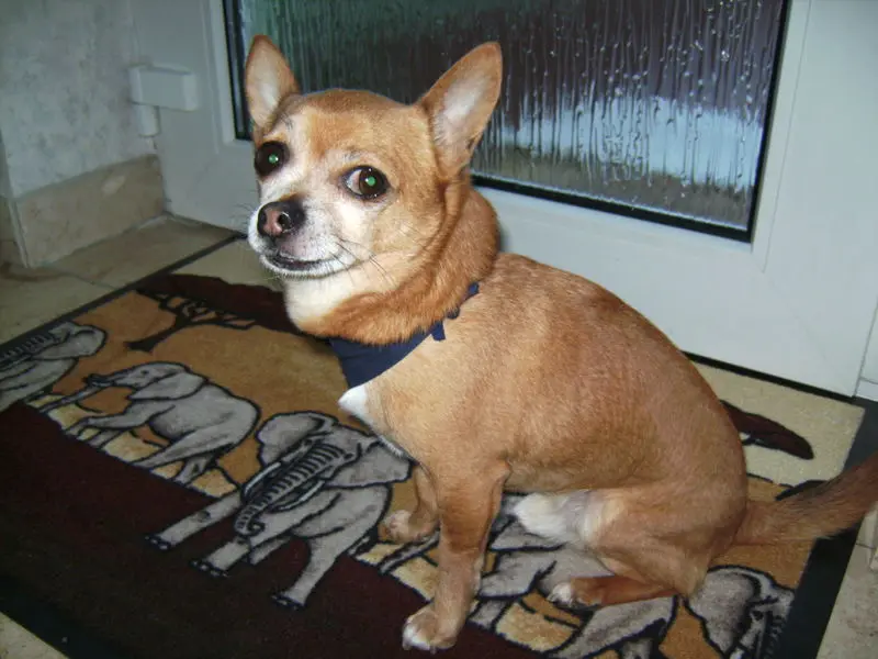 Condolence image of Irene mit Seelenhund *Jimmy * ganz tief im Herzen