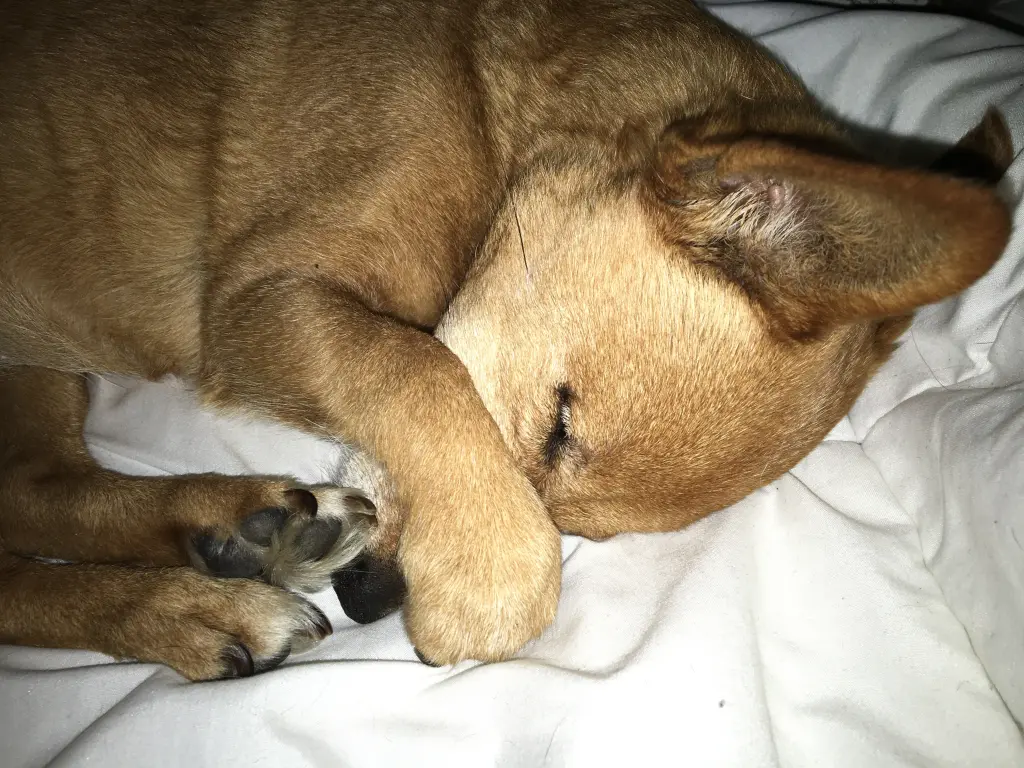 Image from Teddy