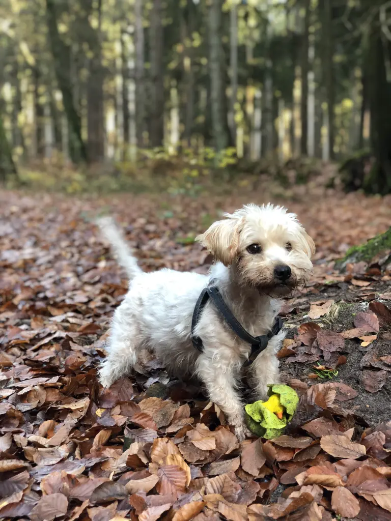 Image from Paulinchen