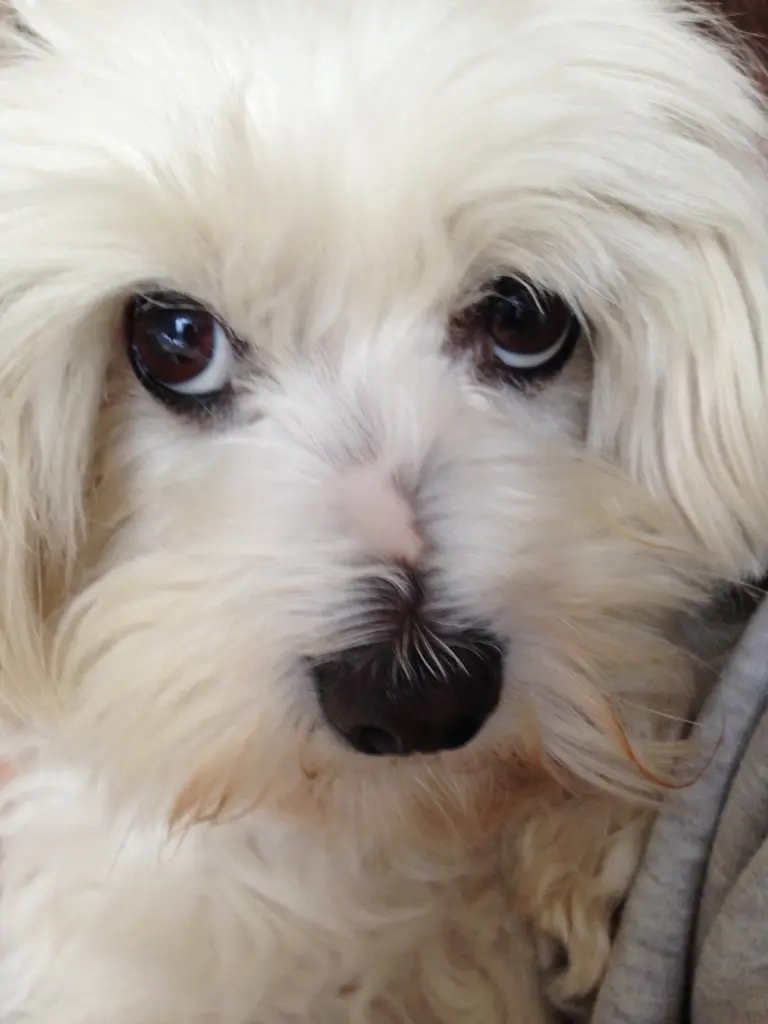 Image from Curly