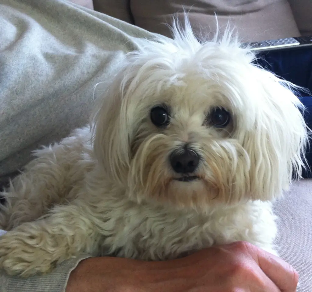 Image from Curly
