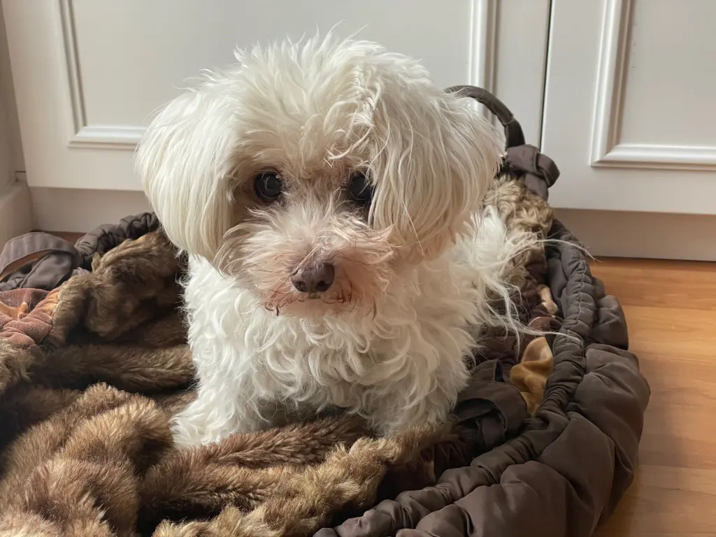 Image from Curly