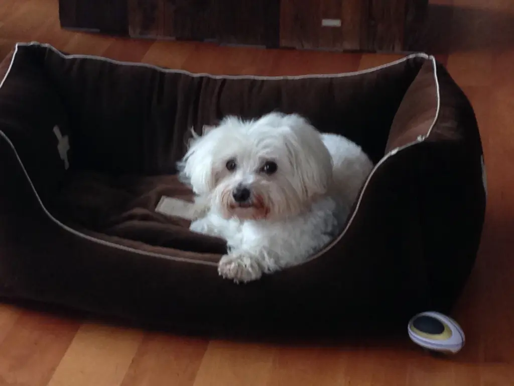 Image from Curly