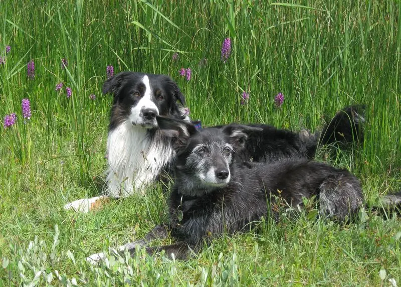 Condolence image of Kyra und Martin mit Quincy