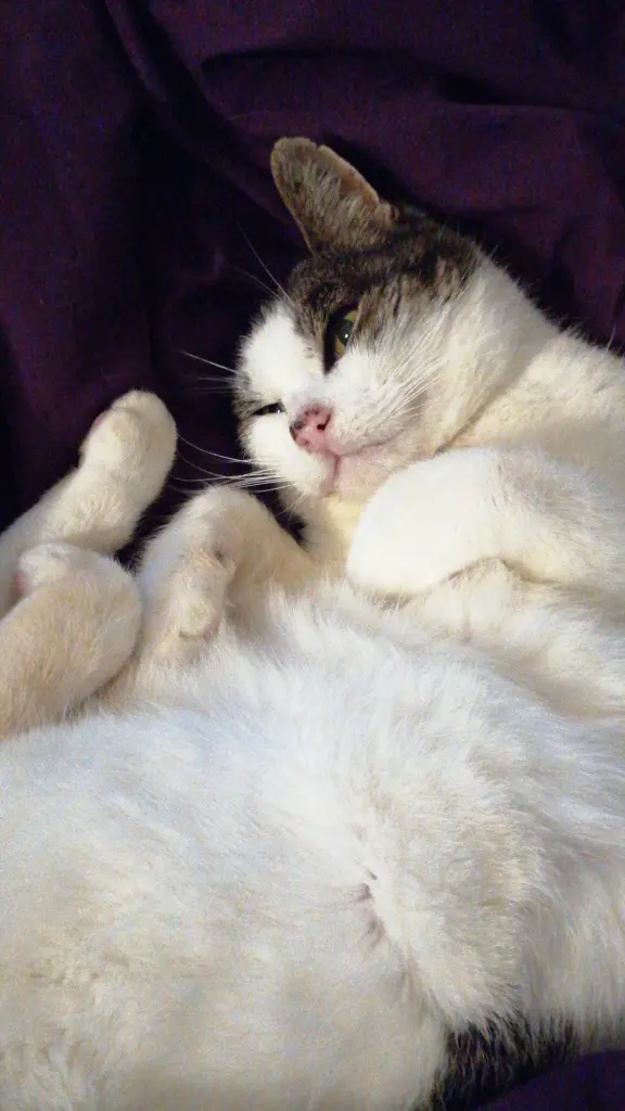 Image from Ichi/Mr.Cat