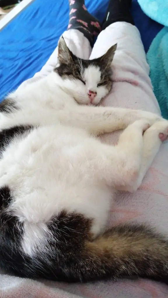 Image from Ichi/Mr.Cat