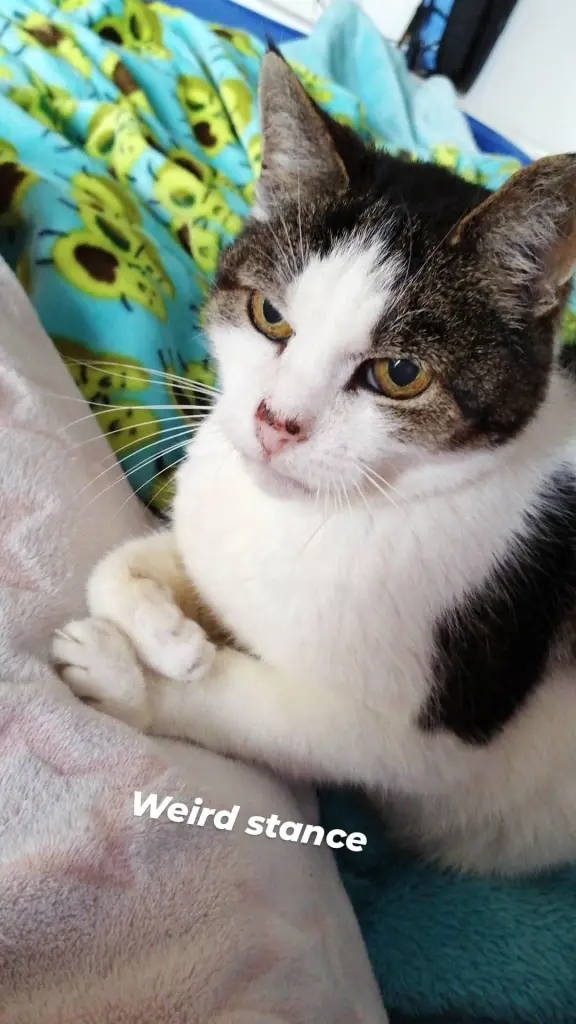 Image from Ichi/Mr.Cat