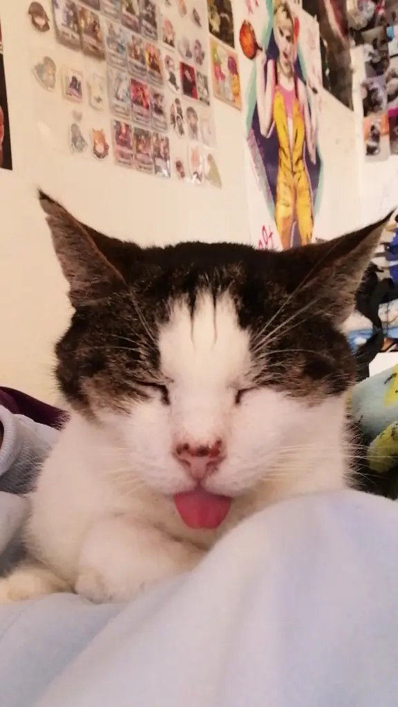 Image from Ichi/Mr.Cat