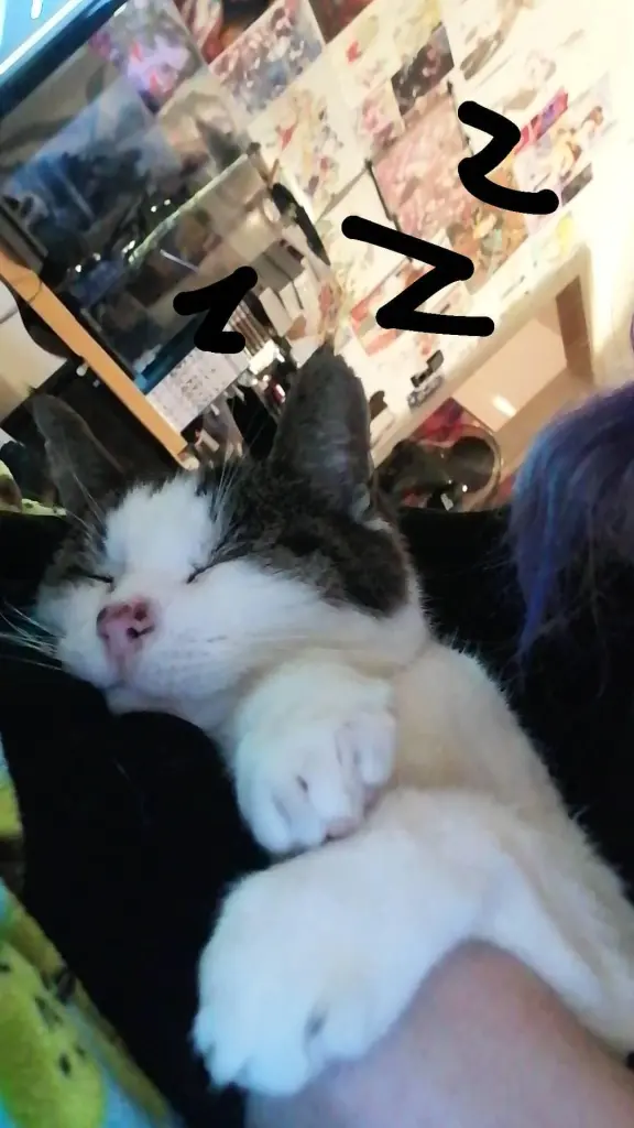Image from Ichi/Mr.Cat