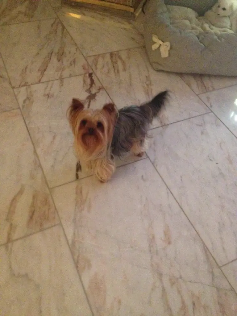 Image from Chouchou