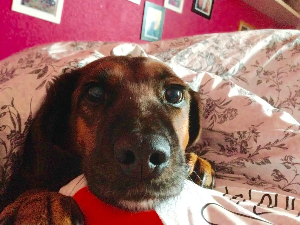 Image from Cookie