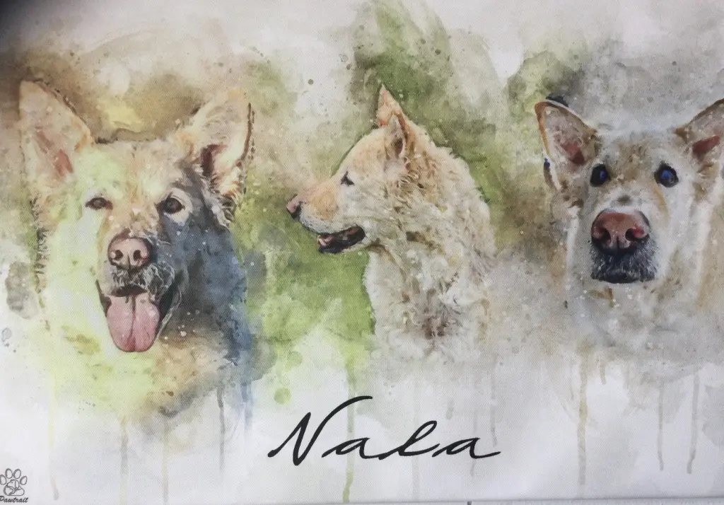 Image from Nala