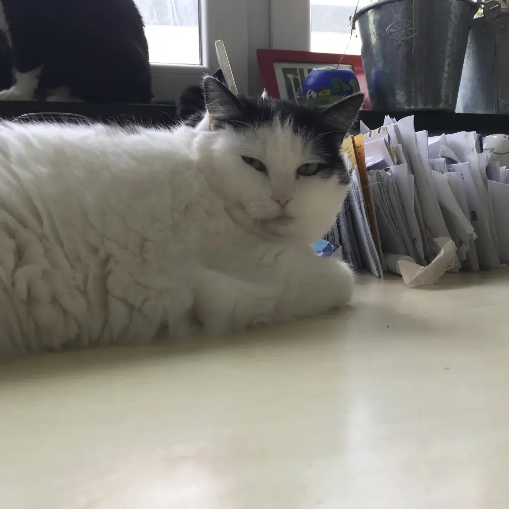 Image from Stella