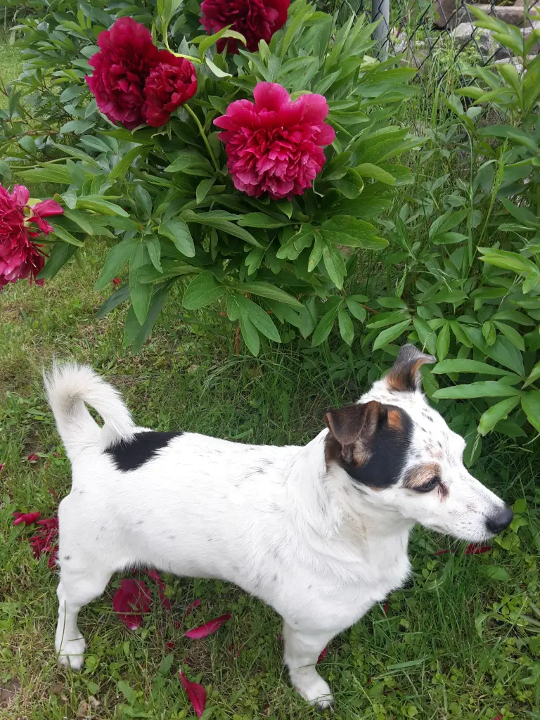 Image from Snoopy