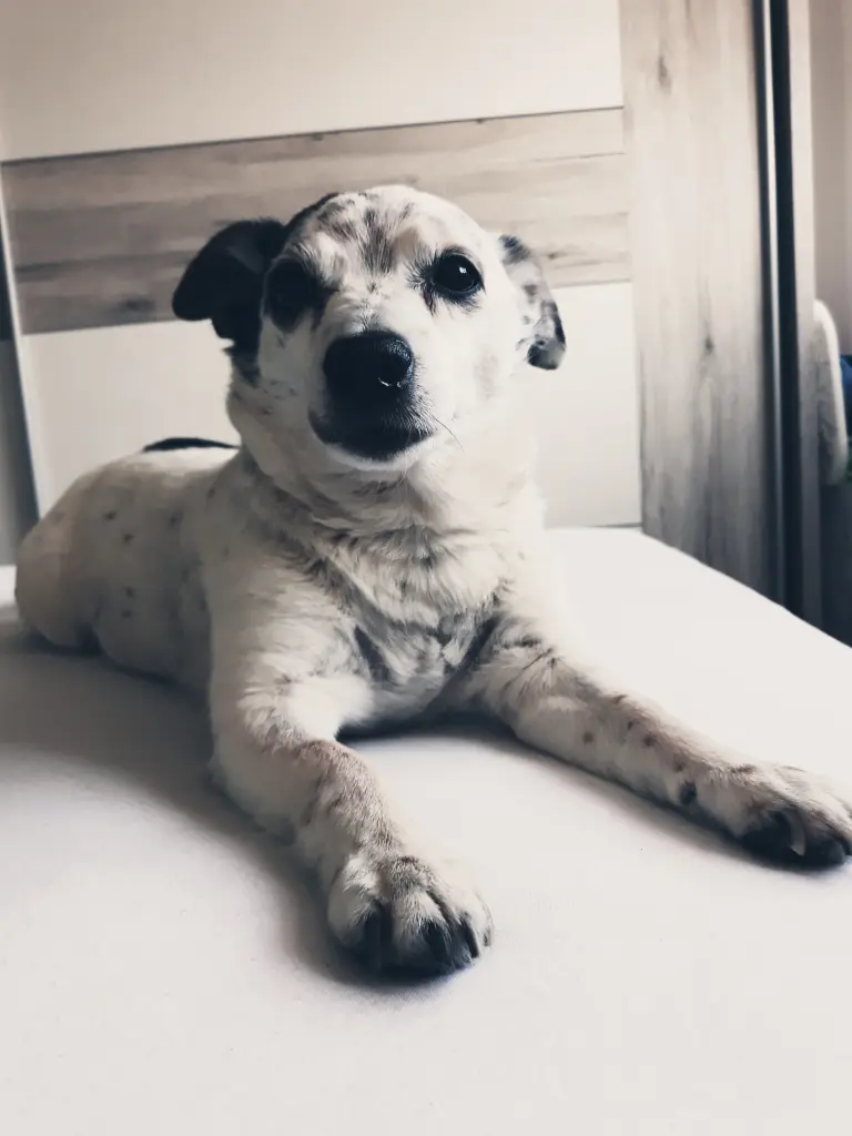 Image from Snoopy