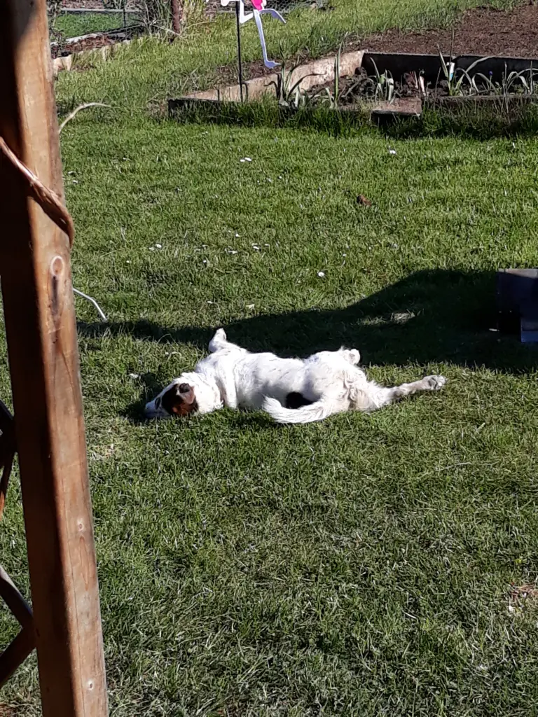 Image from Snoopy