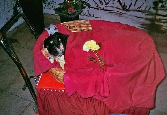 Condolence image of Purzel