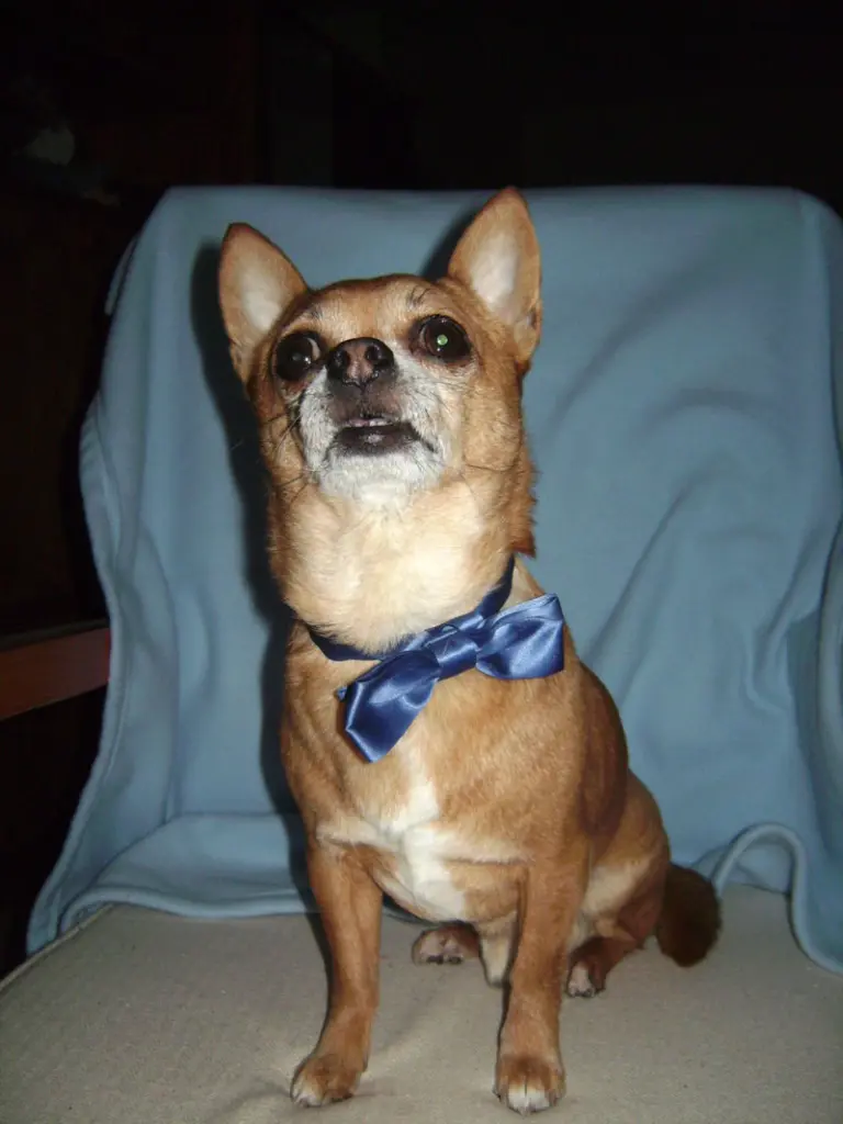 Condolence image of Irene mit Seelenhund *Jimmy * tief im Herzen