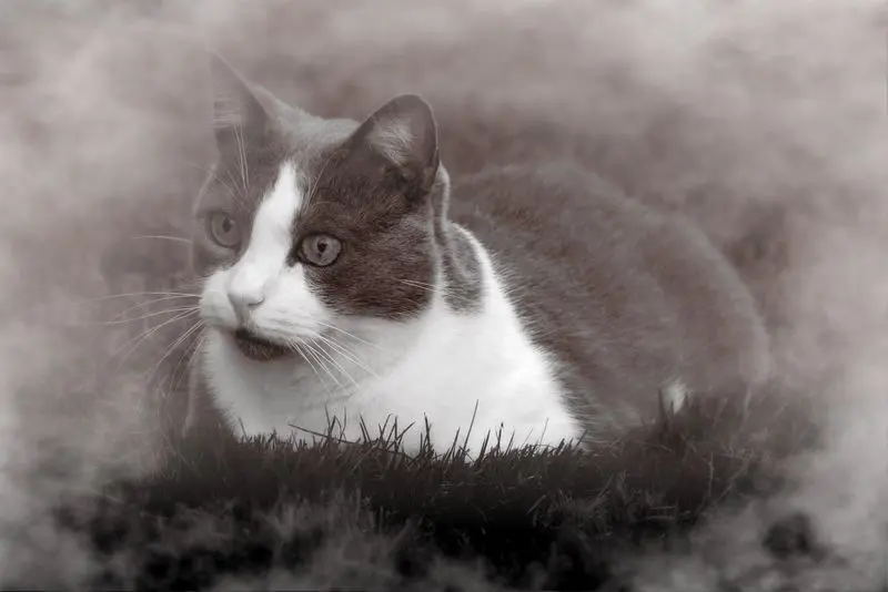 Condolence image of Sandra mit Seelenkater Timmy im Herzen 