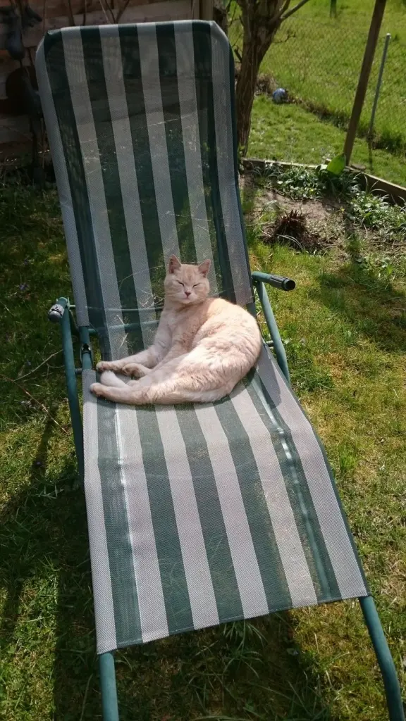 Image from Maxi