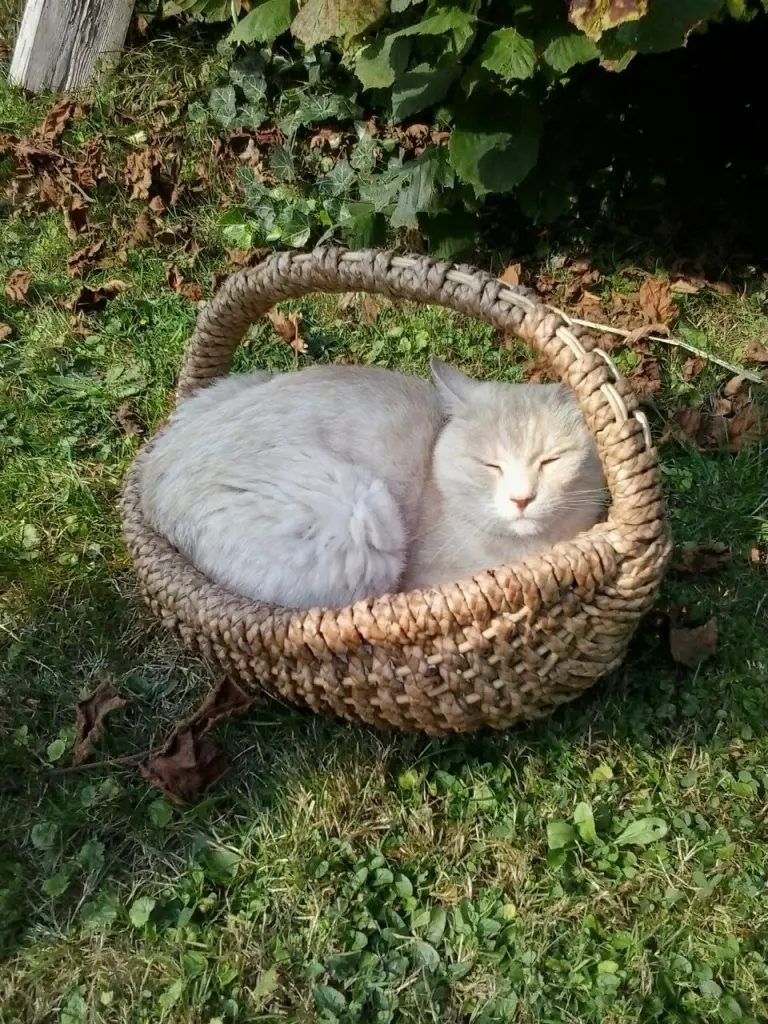 Image from Maxi