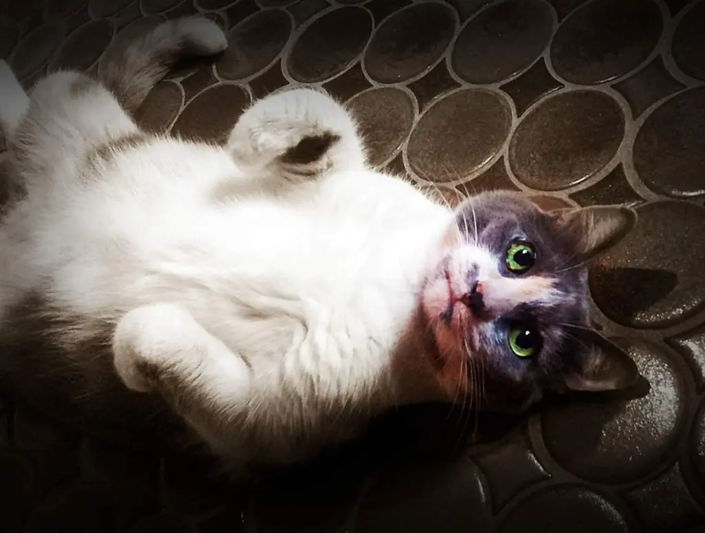 Image from Dotty