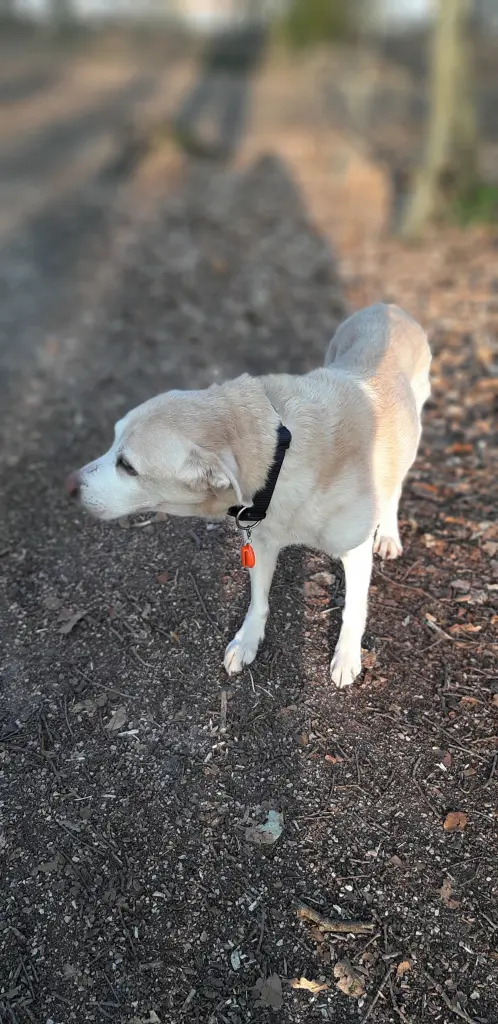 Image from Nala