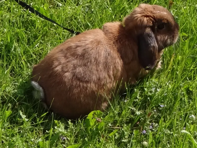 Condolence image of Andrea mit Schnuffi tief im ❤