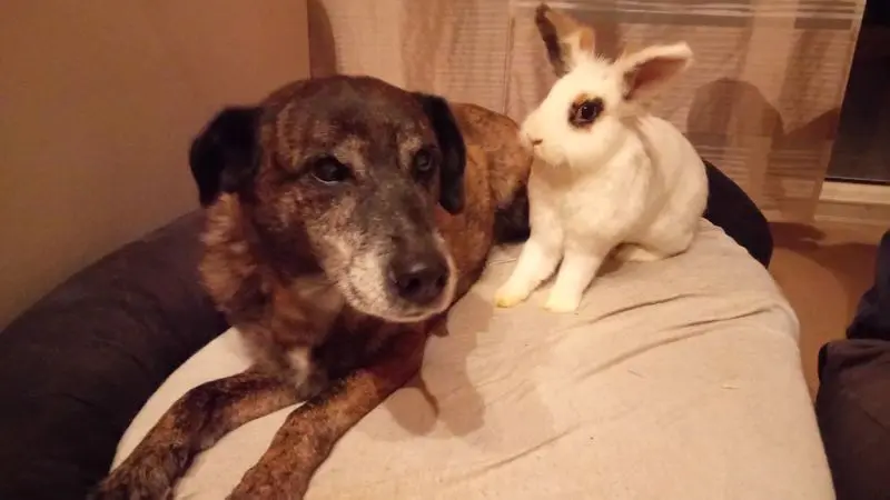 Condolence image of Gabi mit Max (gest. 20.11.2020)