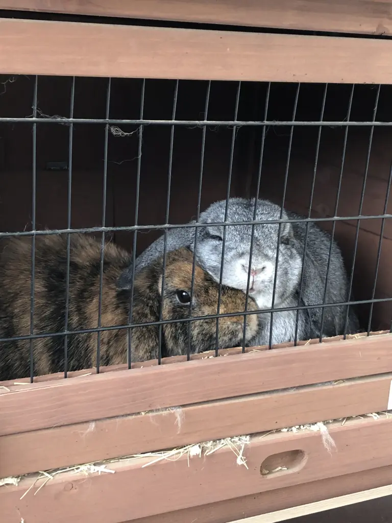 Andachtsbild von Dobby