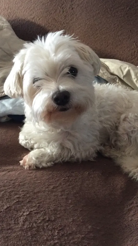 Image from Princess