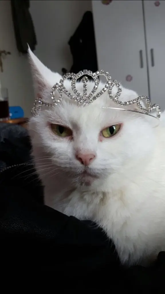 Condolence image of Britta