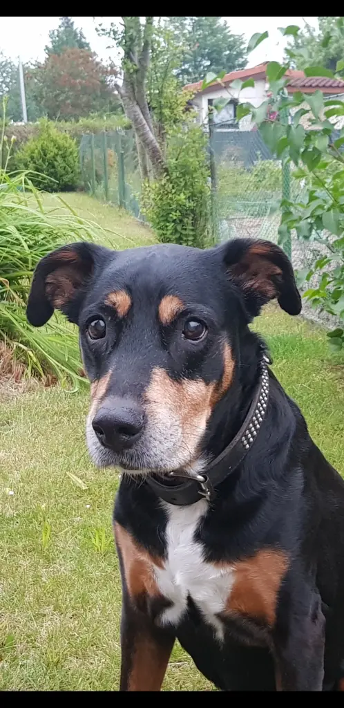 Image from Chyla