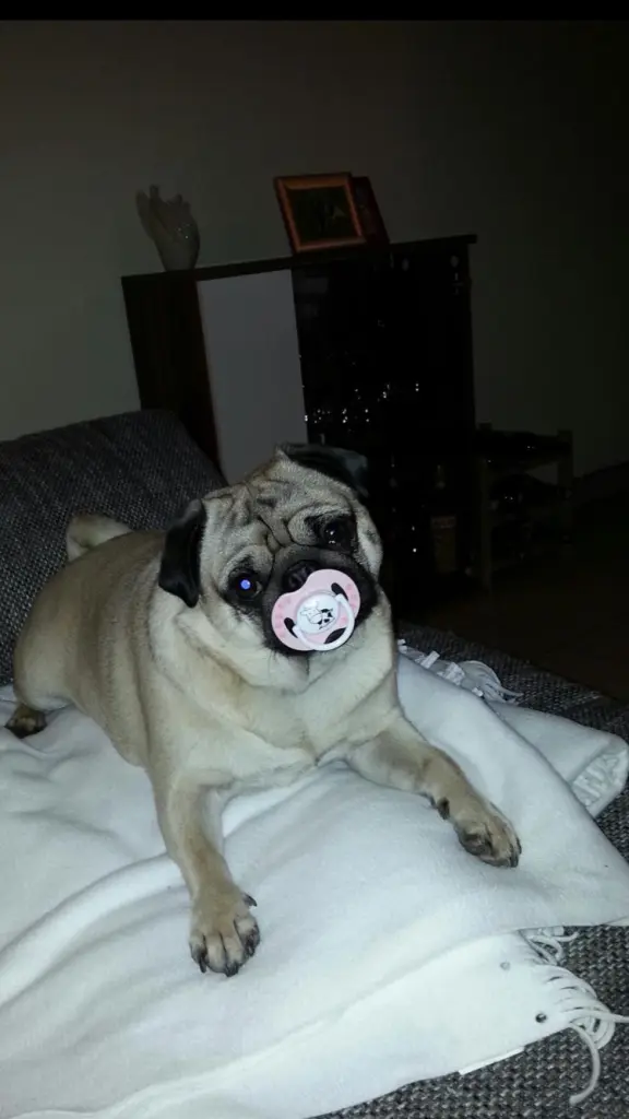 Image from Piper